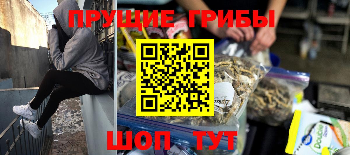 Псилоцибиновые грибы Psilocybe Нальчик